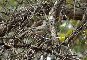 Titmouse, Juniper, 2006-08154032 Ghost Ranch, NM